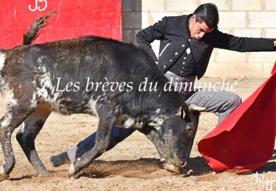 Les brèves du dimanche 3 août