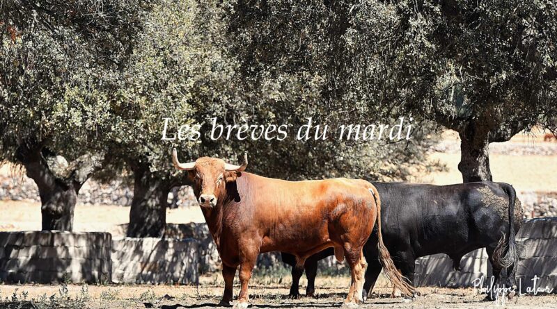 Les brèves du mardi 7 mai