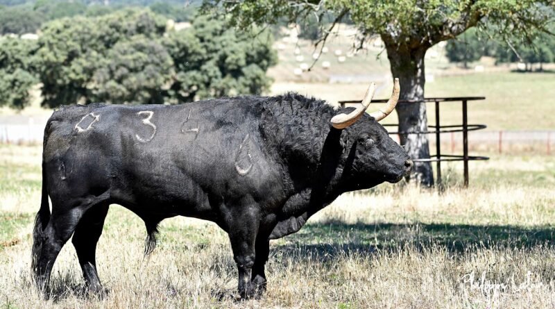 Les toros d’encaste Atanasio Fernandez