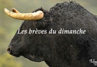 Les brèves du dimanche 13 juillet