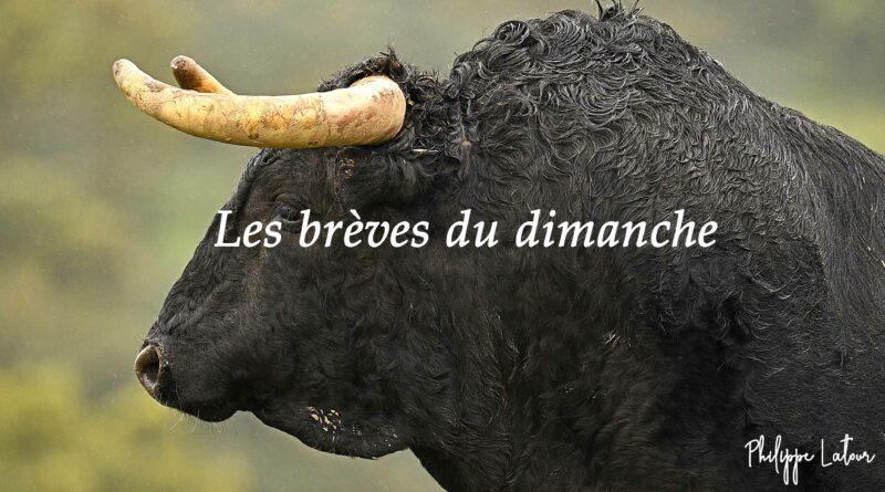 Les brèves du dimanche 5 mai