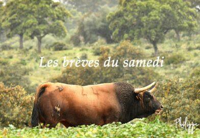 Les brèves du samedi 18 mai