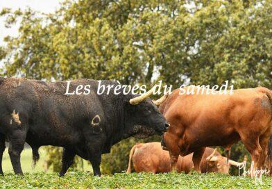 Les brèves du samedi 2 août