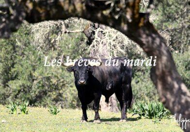 Les brèves du mardi 23 décembre