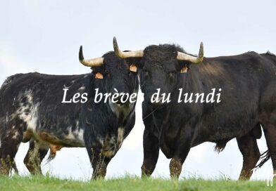 Les brèves du lundi 12 mai