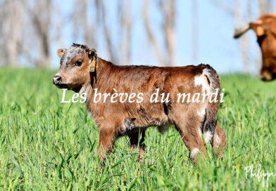 Les brèves du mardi 30 décembre