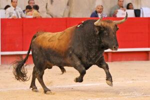23 09 14 NIMES CHICOT (470)
