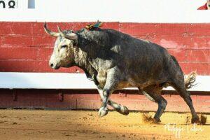 pallares