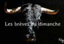 Les brèves du dimanche 13 avril