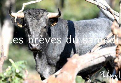 Les brèves du samedi 3 mai