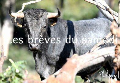 Les brèves du samedi 4 mai