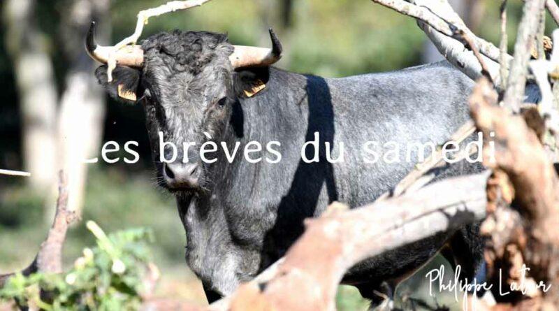 Les brèves du samedi 4 mai