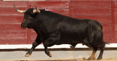 Madrid, corrida sans  trophée