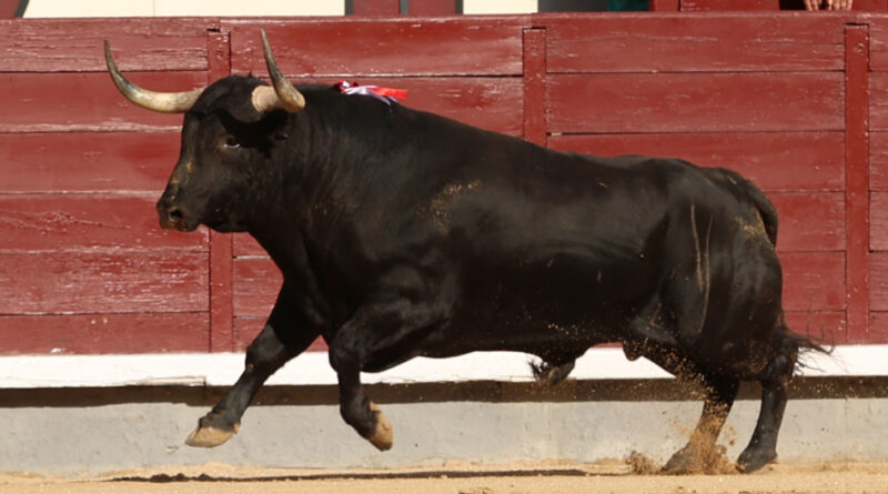 Madrid, corrida sans  trophée