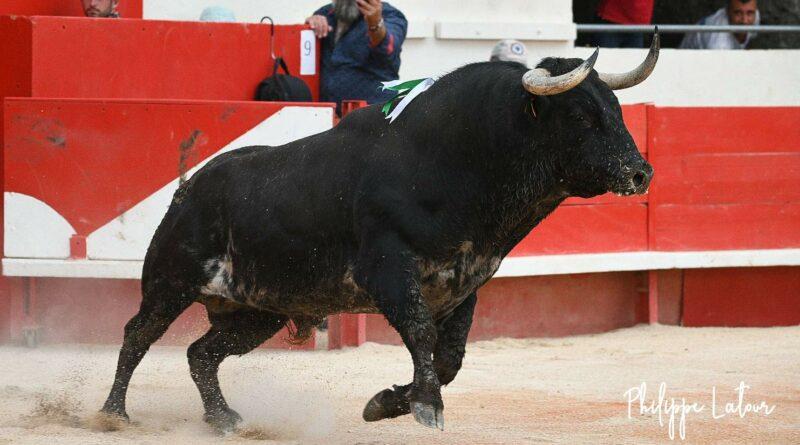 Alès, la corrida de Yonnet en photos