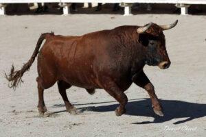 24 10 19 FOURQUES CHICOT (146)