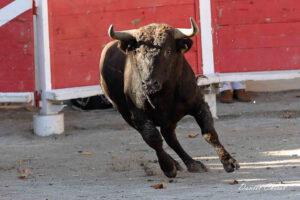 24 10 19 FOURQUES CHICOT (274)