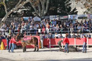 24 10 19 FOURQUES CHICOT (538)