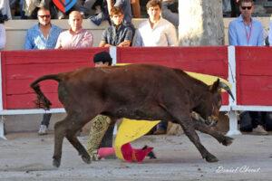 24 11 01 FOURQUES CHICOT (451)