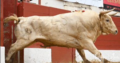 Vic, la novillada de Prieto de la Cal en photos