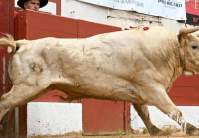 Vic, la novillada de Prieto de la Cal en photos