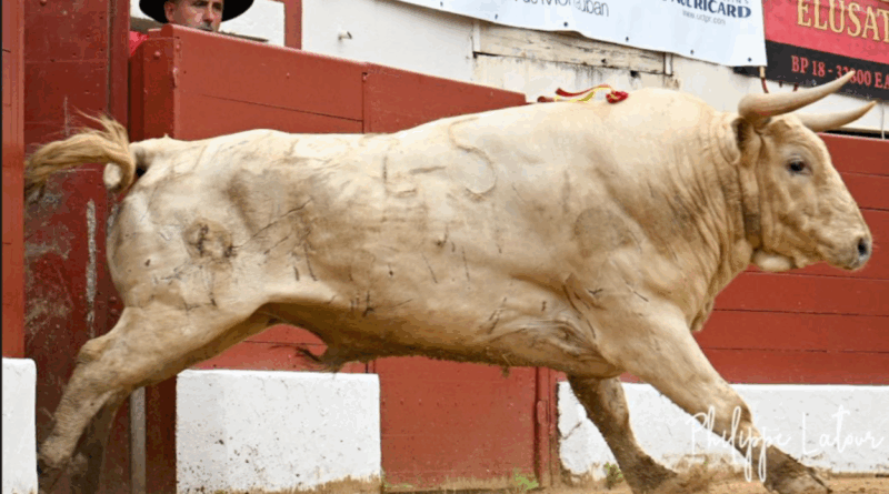 Vic, la novillada de Prieto de la Cal en photos