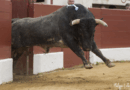 Vic, Saltillo, la corrida en photos