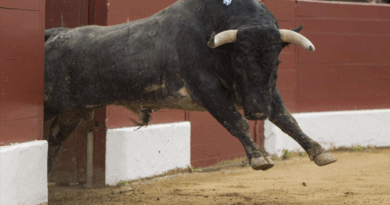 Vic, Saltillo, la corrida en photos