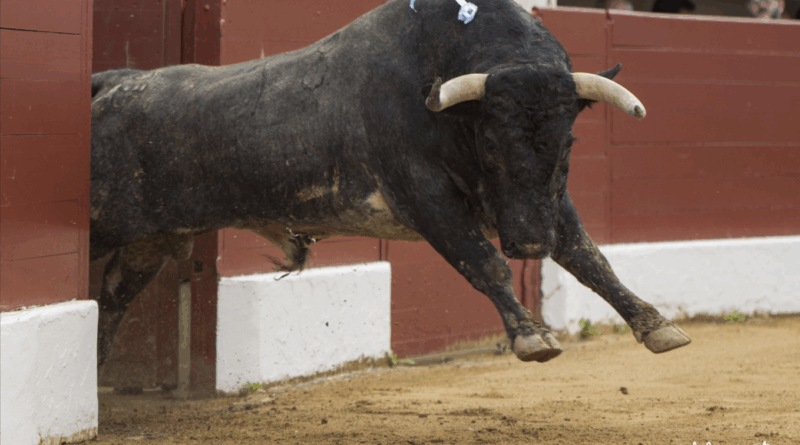 Vic, Saltillo, la corrida en photos