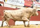 Vic, la concours en galerie photos