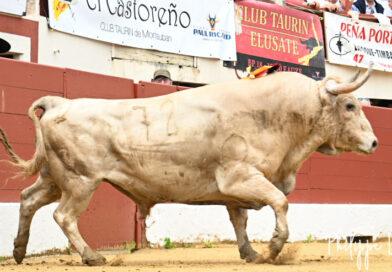 Vic, la concours en galerie photos