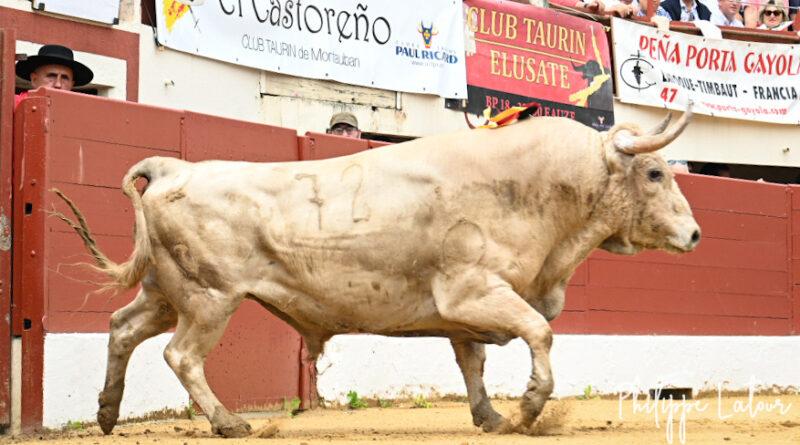 Vic, la concours en galerie photos