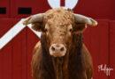 Aire, la corrida en galerie photos