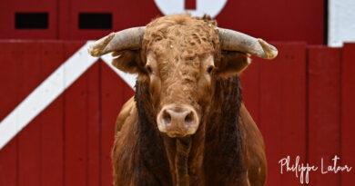 Aire, la corrida en galerie photos