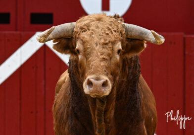 Aire, la corrida en galerie photos