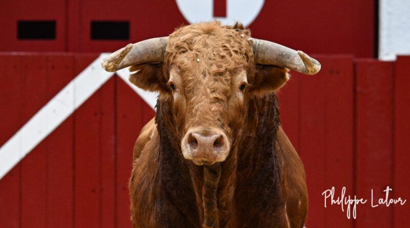 Aire, la corrida en galerie photos