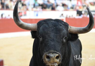Orthez, le desafio en photos