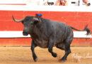 Dax, la corrida de Victorino en photos