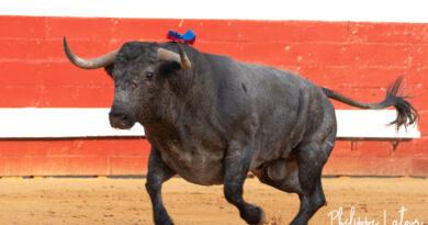 Dax, la corrida de Victorino en photos
