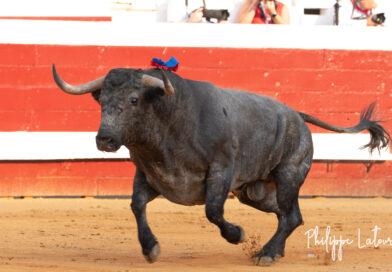 Dax, la corrida de Victorino en photos