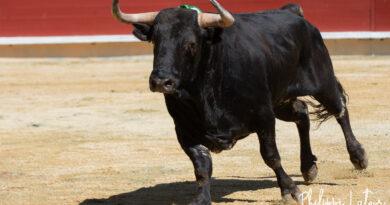 Bayonne, des Montecillo au physique de toros