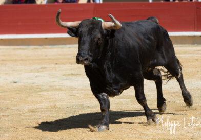 Bayonne, des Montecillo au physique de toros