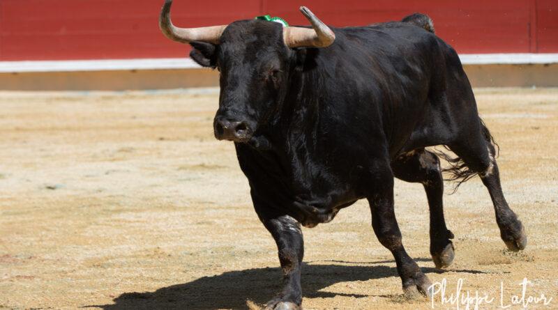 Bayonne, des Montecillo au physique de toros