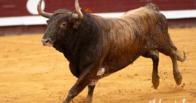 Dax , la corrida de Margé en photos