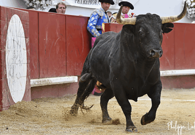 Découvrir les ganaderias: Loreto Charro