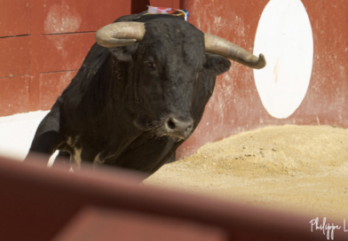 Découvrir les ganaderias : Condessa de Sobral