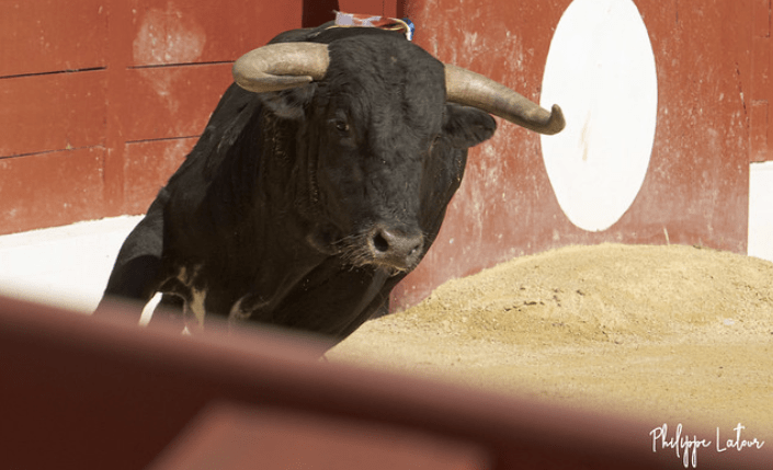 Découvrir les ganaderias : Condessa de Sobral