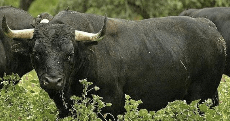 Découvrir les ganaderias: Isaias y Tulio Vasquez