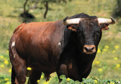 Découvrir les ganaderias: Soto de la Fuente