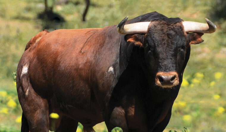 Découvrir les ganaderias: Soto de la Fuente